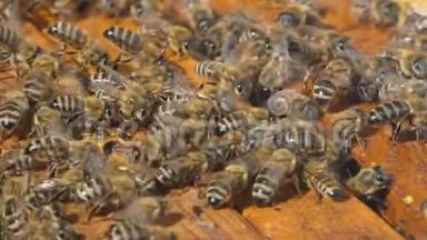 天然蜂蜜，蜜蜂生产蜡和蜂蜜